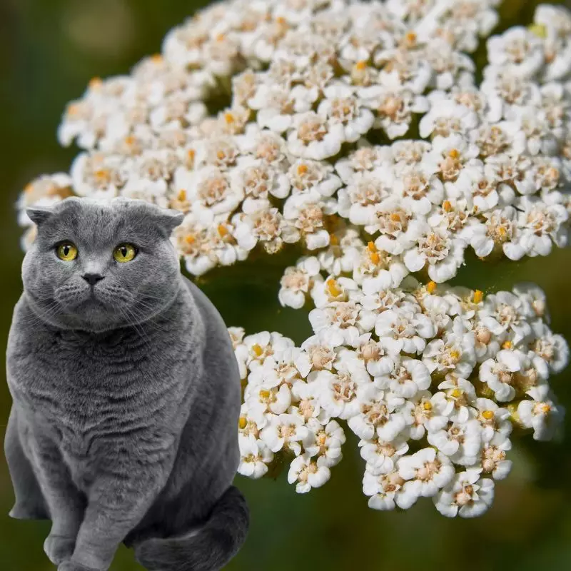 Cat sits near Yarrow