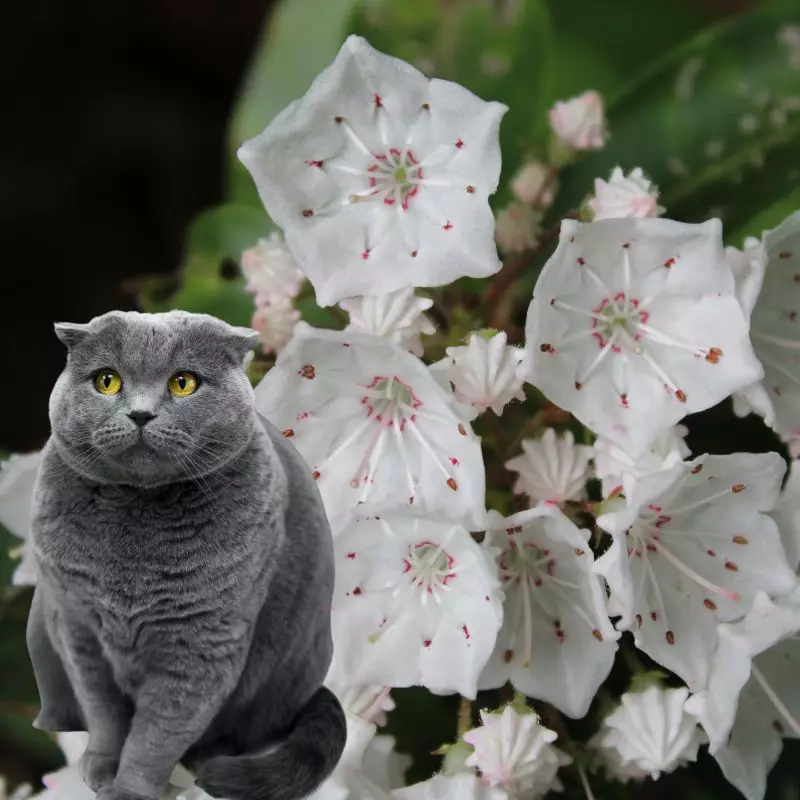 Cat sits near laurel