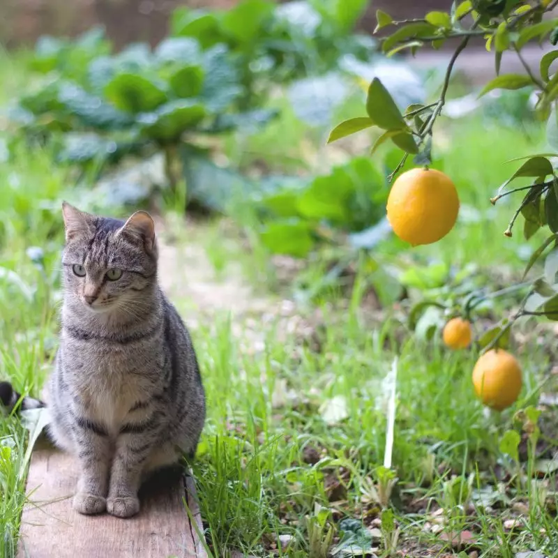 Cat sits near lemons