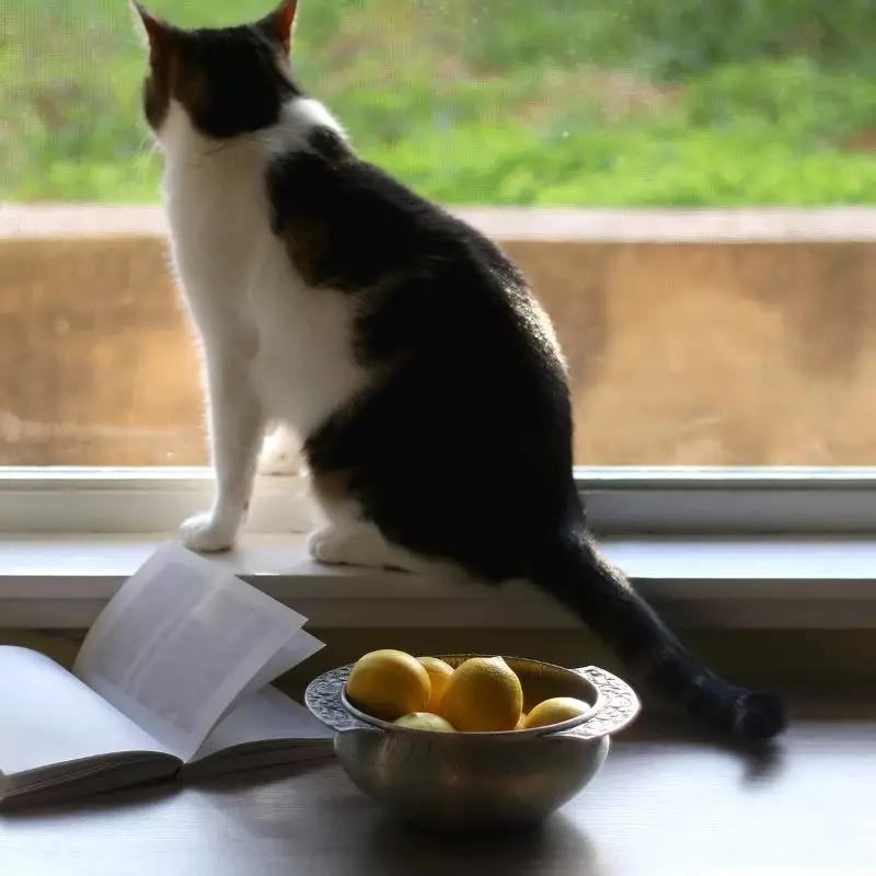 Cat with lemons