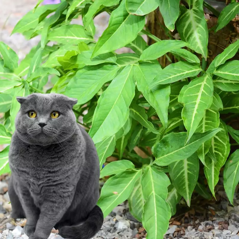 Green Gold Nephthytis with a cat nearby