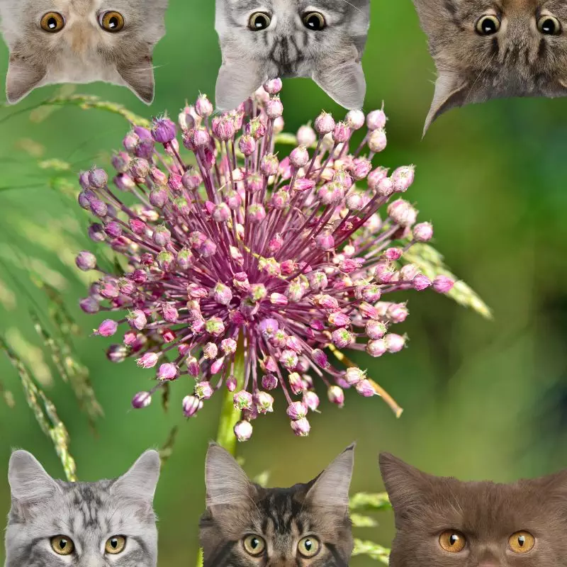 Elephant Garlic and cats