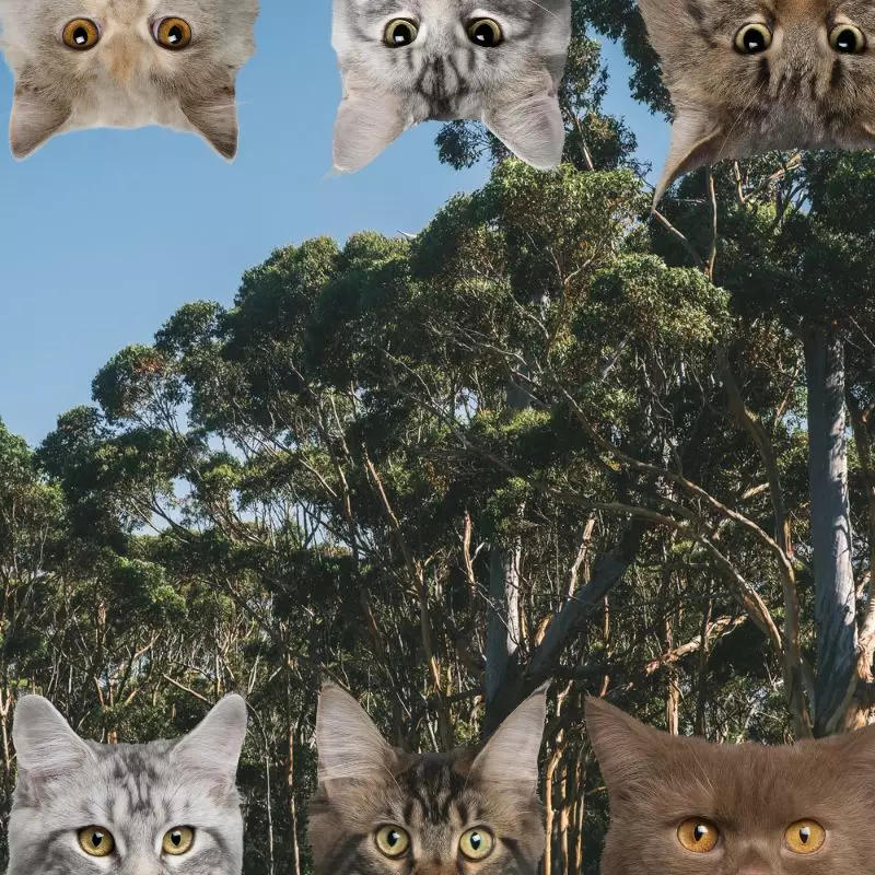 Eucalyptus and cats