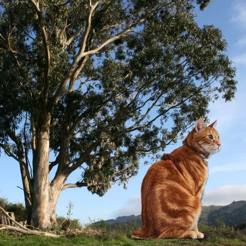 Eucalyptus tree and a cat nearby
