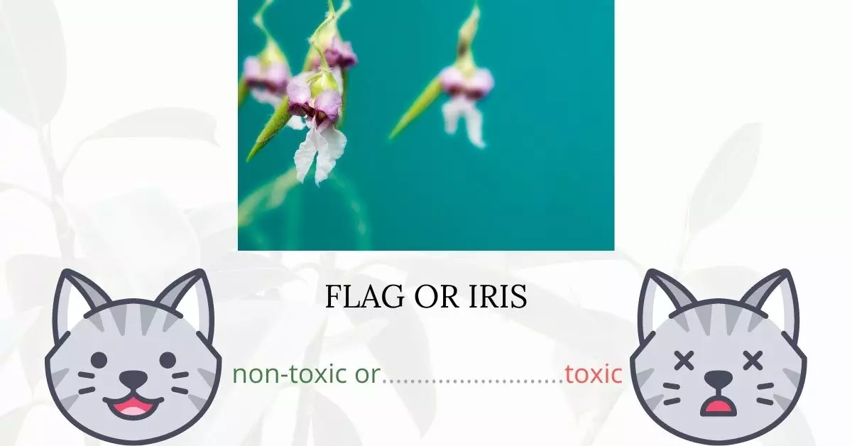 Is Flag or Iris Toxic To Cats? 