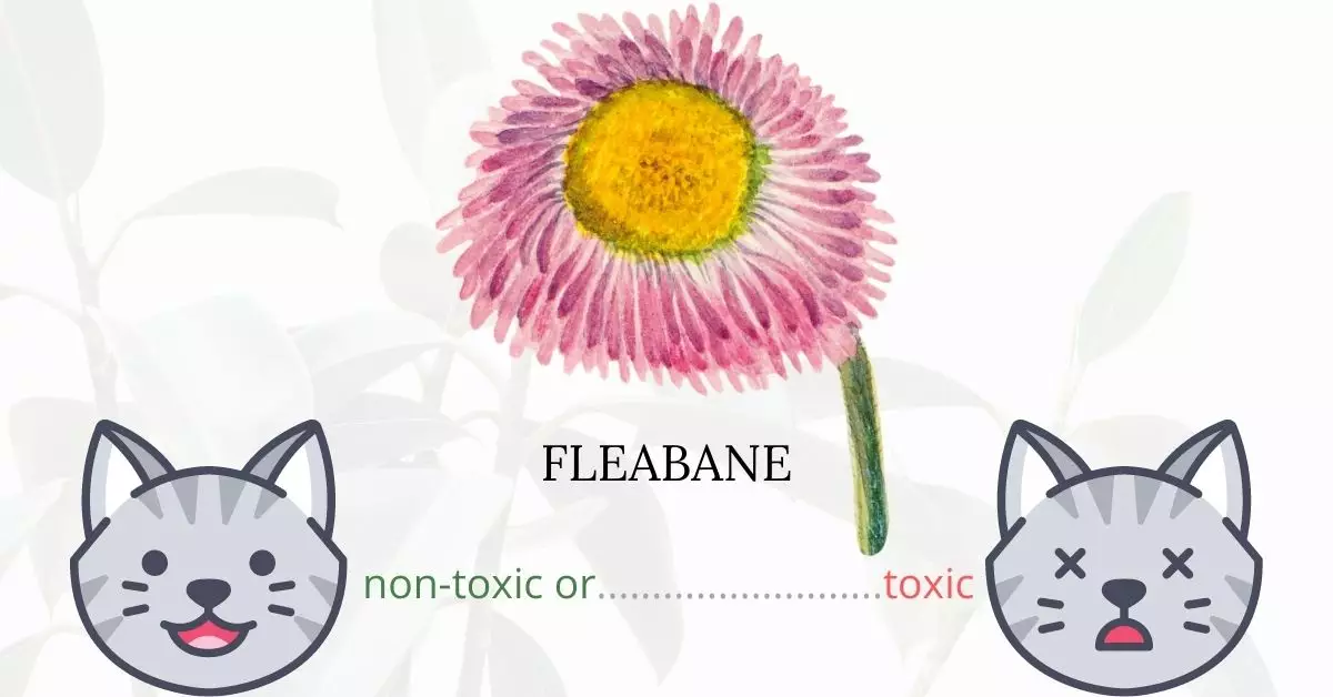 Is Fleabane or Erigon Toxic To Cats? 