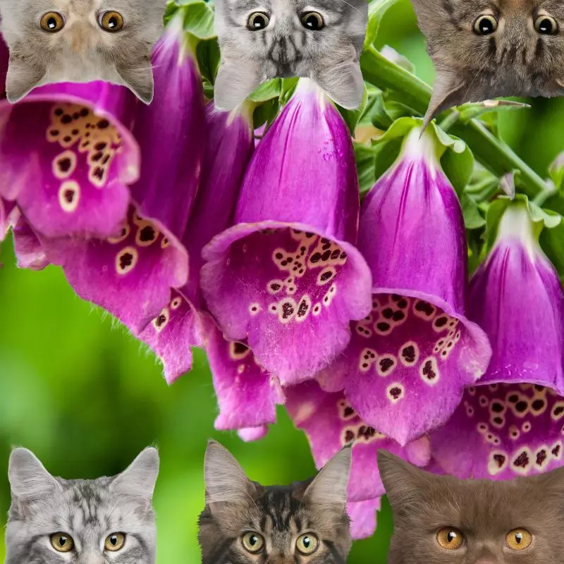 Foxglove and cats