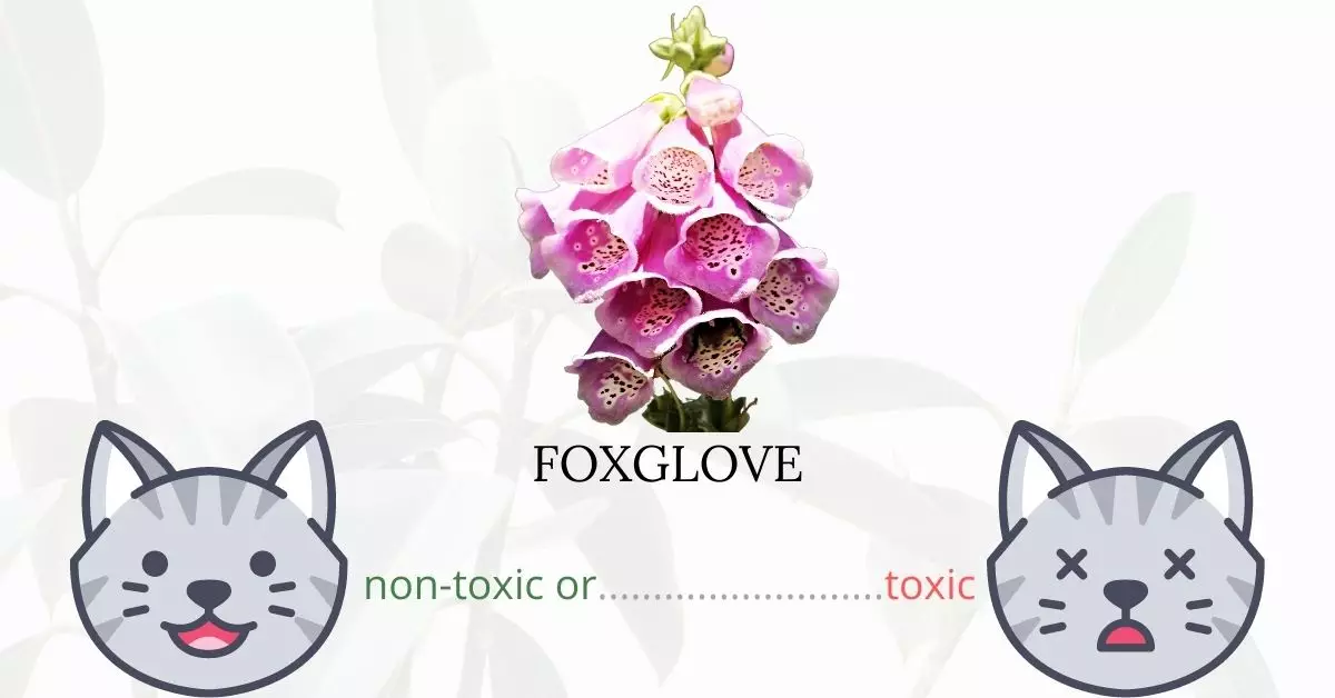 Is Foxglove Toxic To Cats?