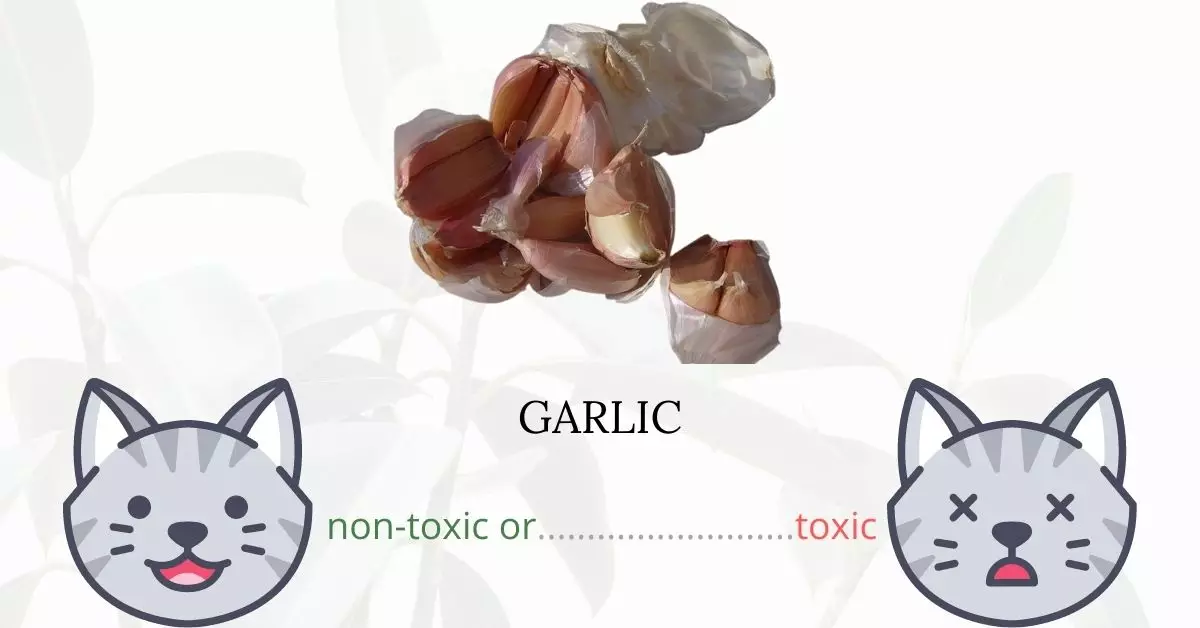 Is Garlic Toxic To Cats?