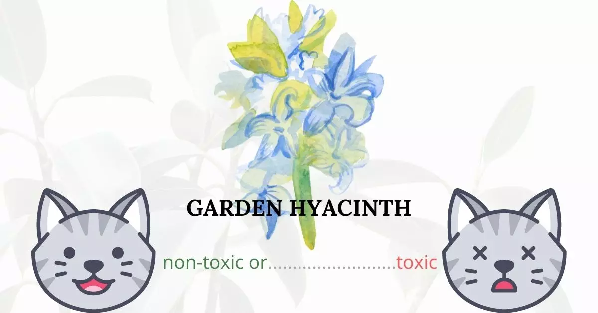 Is Garden Hyacinth Toxic To Cats? 