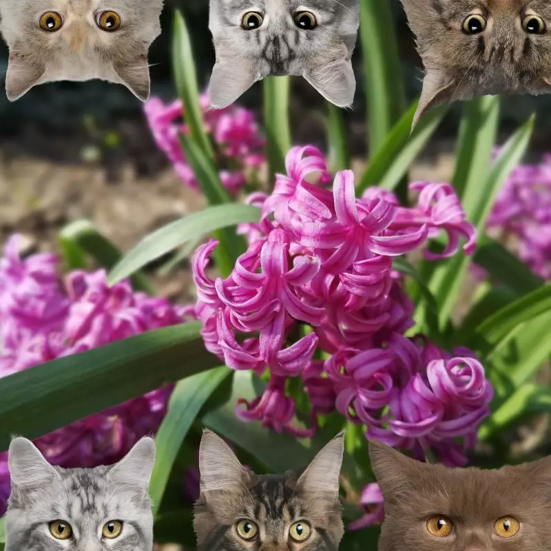 Garden Hyacinths and cats