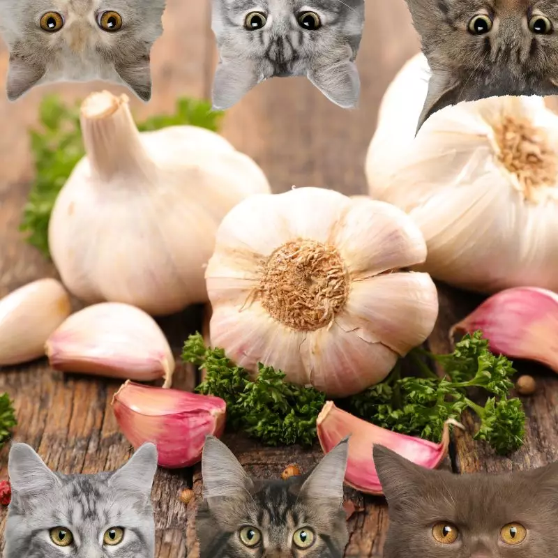 Garlic and cats