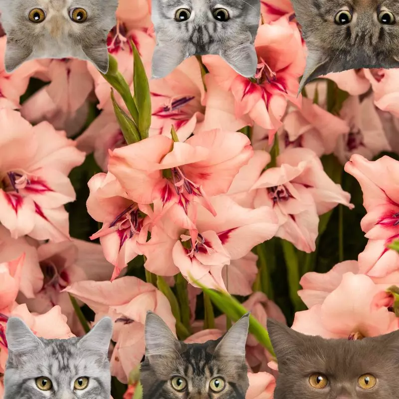 Gladiolus and cats