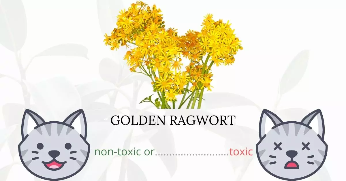 Is Golden Ragwort Toxic To Cats? 