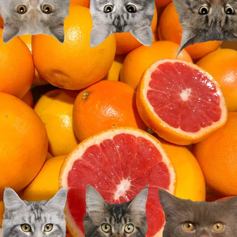 Grapefruit and cats