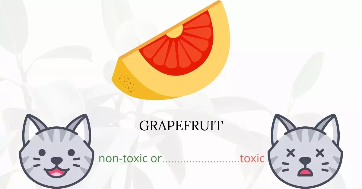 Is Grapefruit Toxic To Cats? 