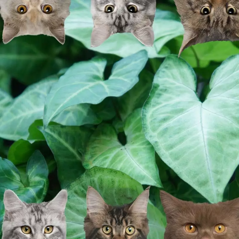 Green Gold Nephthytis and cats