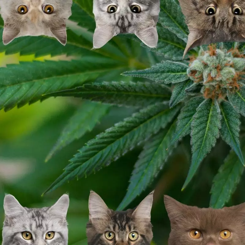 Hashish and cats