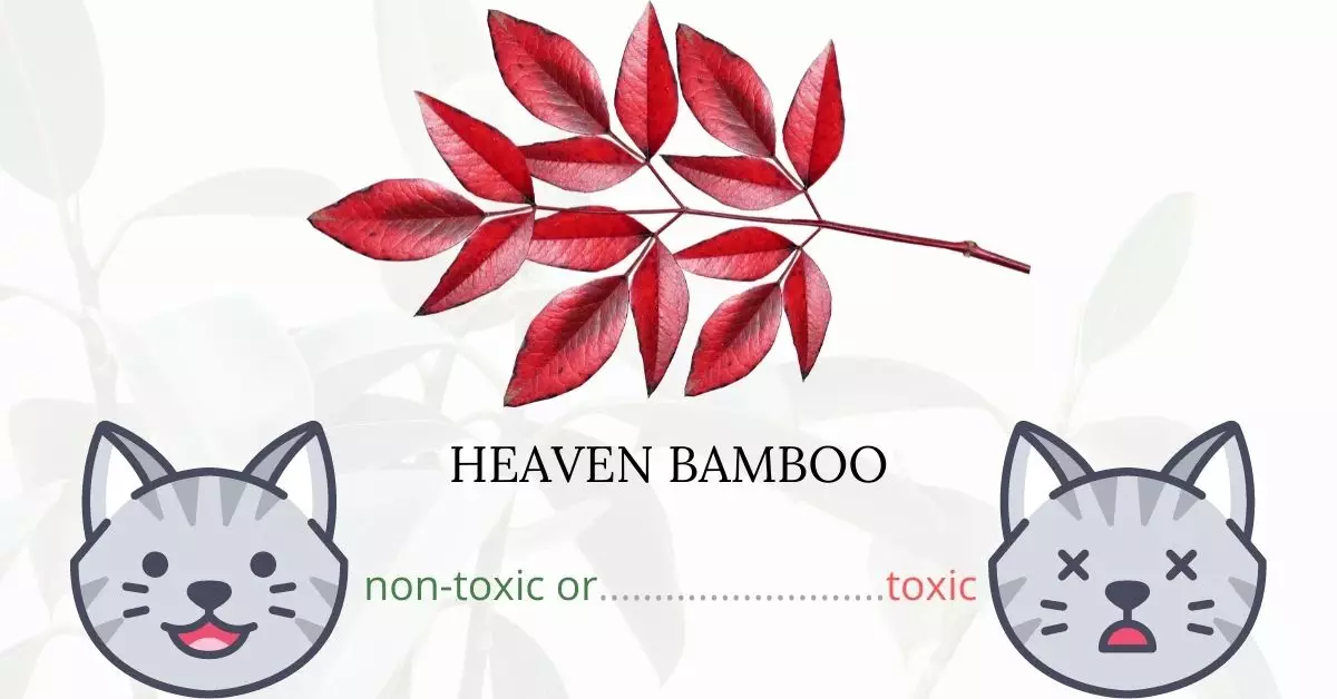 Is Heaven Bamboo or Nandina Toxic To Cats? 