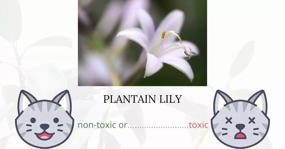Is Hosta or Plantain Lily Toxic To Cats? 