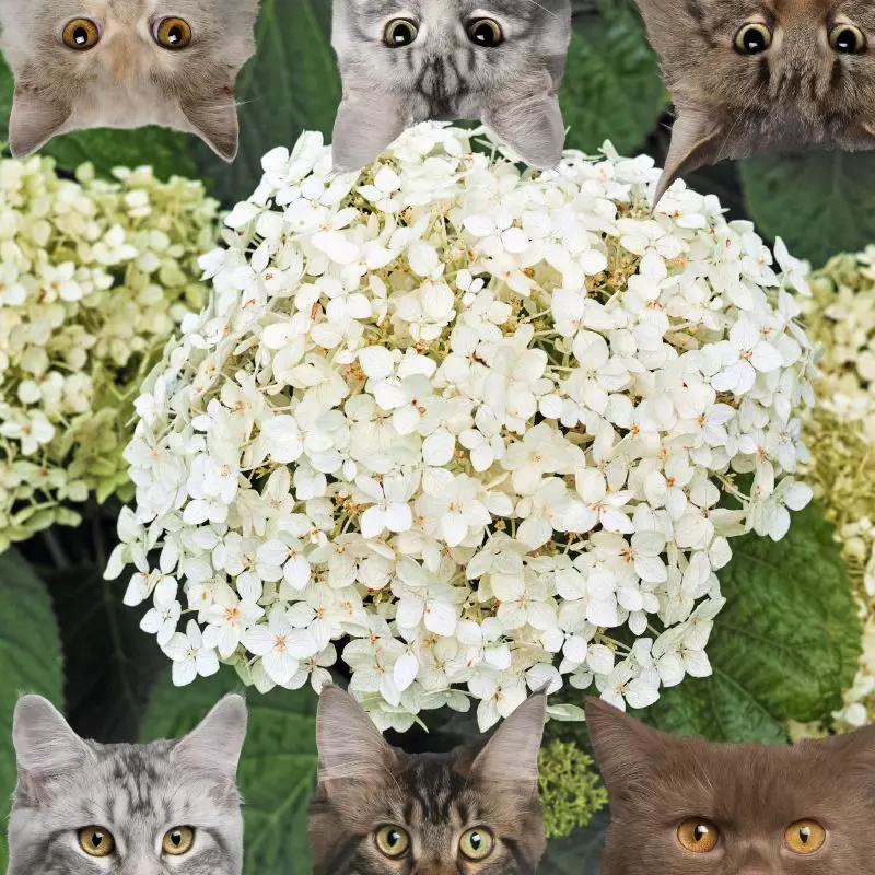 Hydrangea and cats