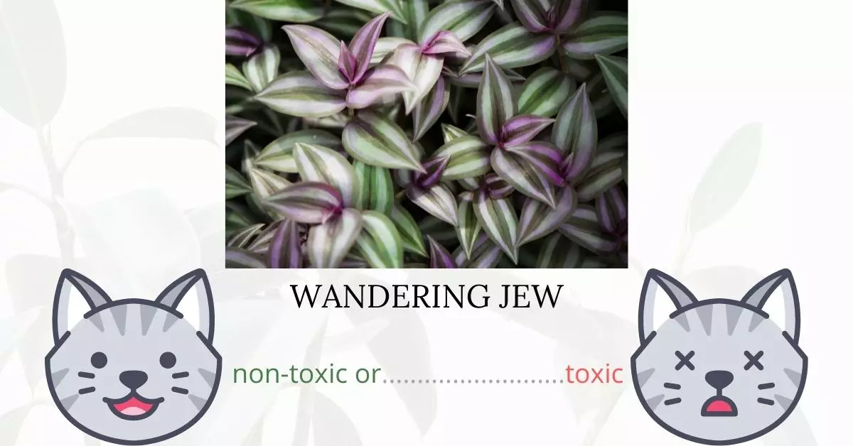 Is Inch Plant or Wandering JewToxic To Cats? 