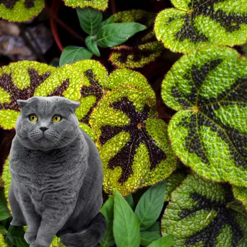 Iron Cross Begonia with a cat nearby