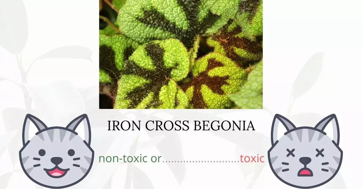 Is Iron Cross Begonia Toxic To Cats? 