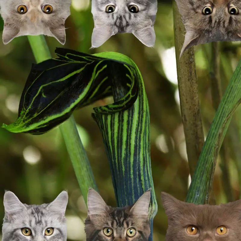 Jack-in-the-Pulpit and cats