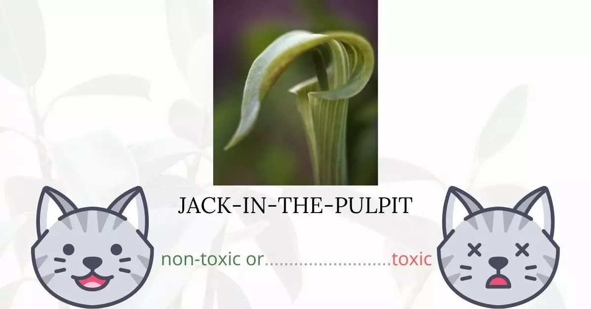 Is Jack-in-the-Pulpit Toxic To Cats? 