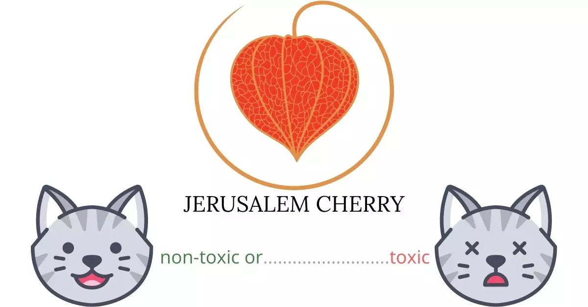 Is Jerusalem Cherry or Winter Cherry Toxic To Cats? 