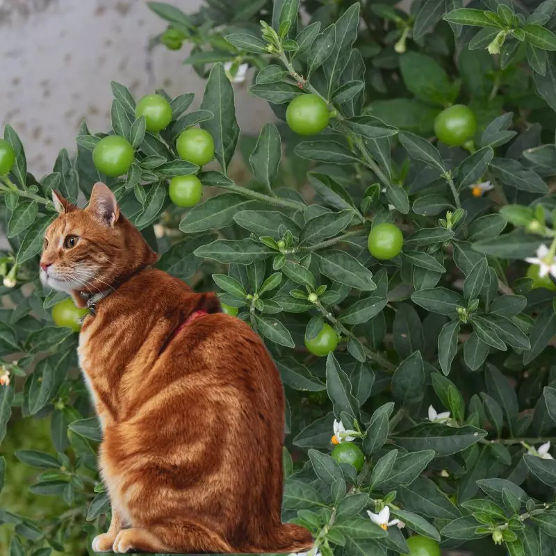 Jerusalem cherry and a cat nearby