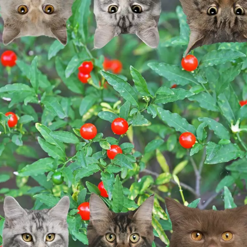 Jerusalem cherry and cats