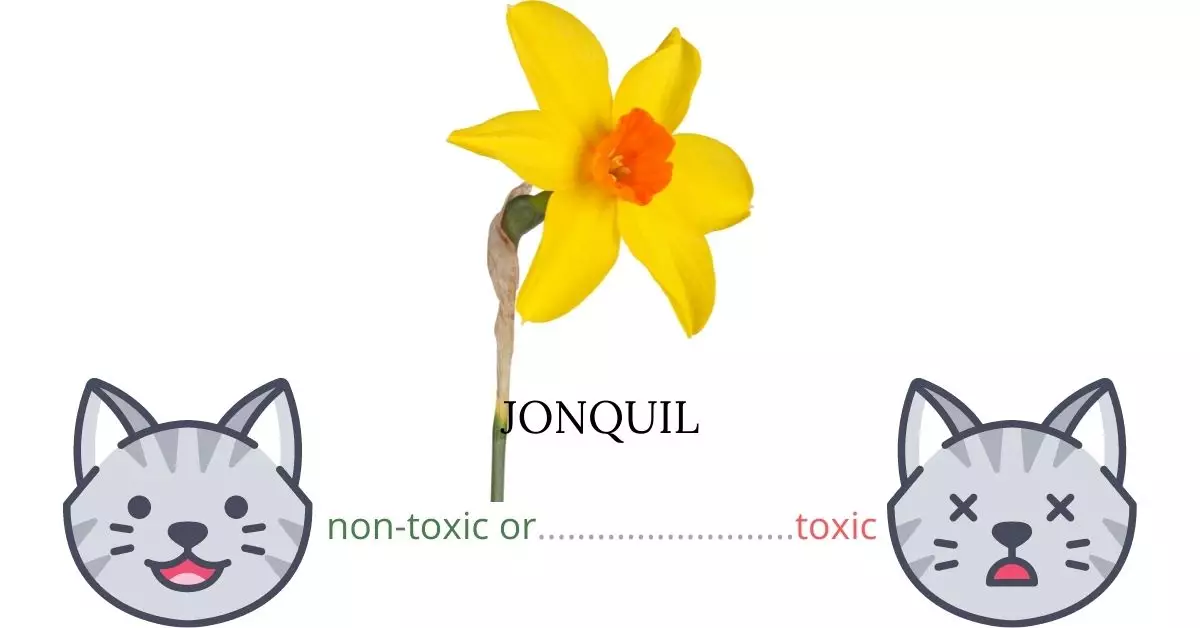 Is Jonquil Toxic To Cats? 