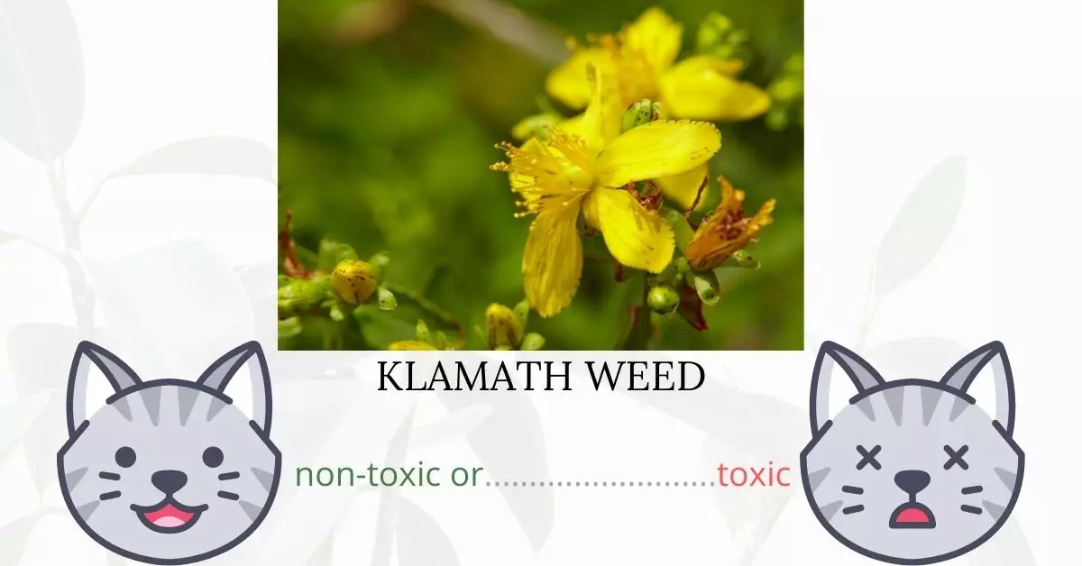 Is Klamath Weed or St. John’s Wort Toxic To Cats? 