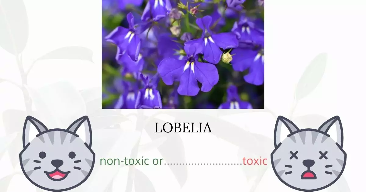 Is Lobelia Toxic To Cats? 