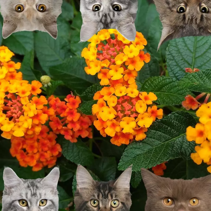 Lantana and cats