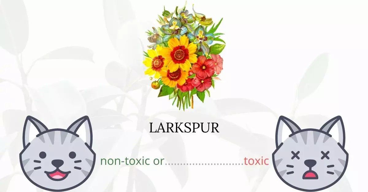 Is Larkspur Toxic To Cats? 