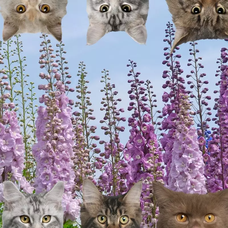 Larkspur and cats