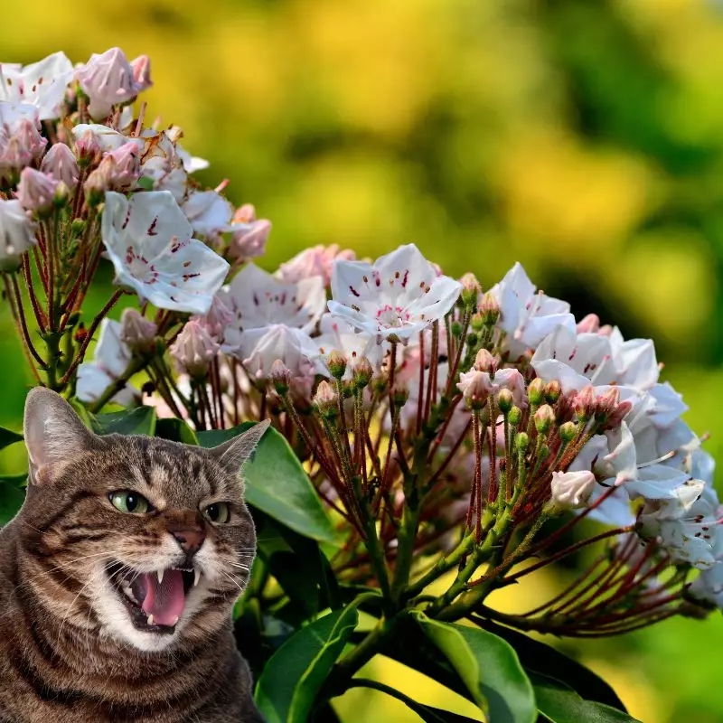 Laurel with a cat hissing at it