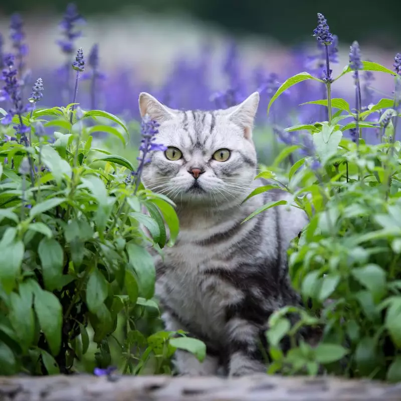 Lavender and a cat nearby