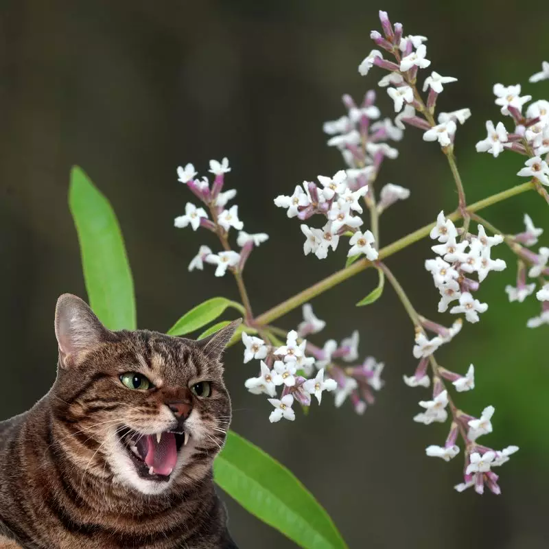 Lemon Verbena and a cat hissing at it