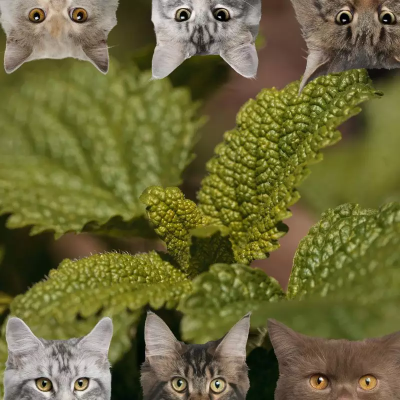 Lemon Verbena and cats