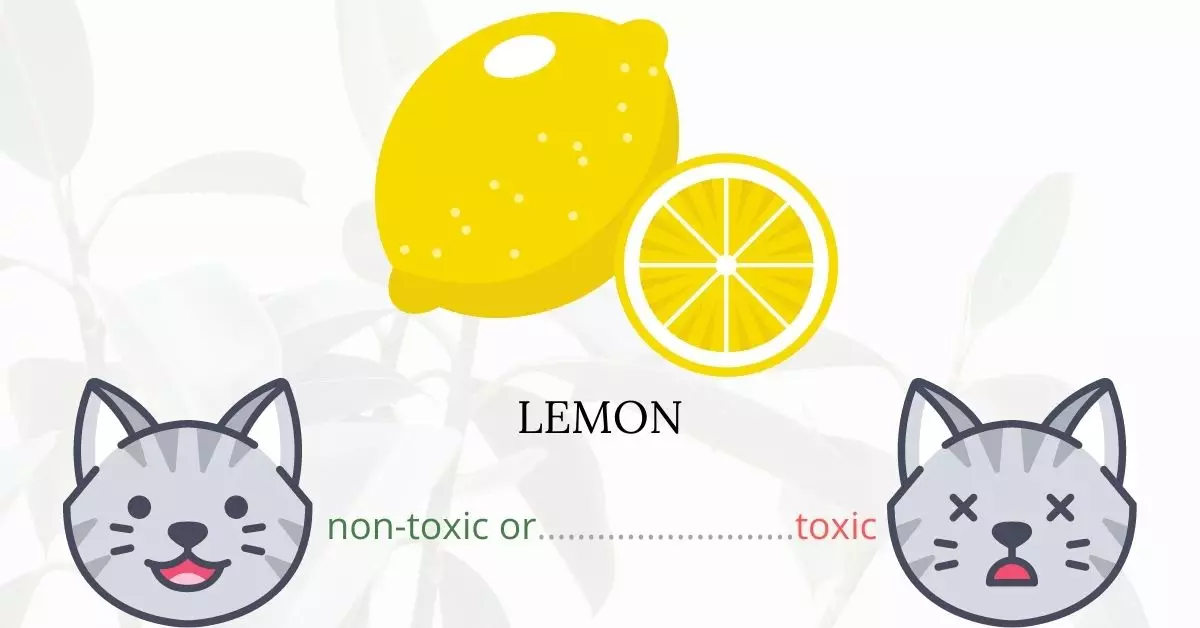 Is Lemon Toxic To Cats? 