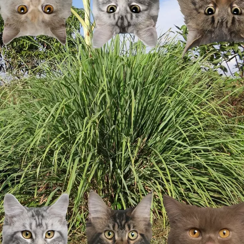 Lemongrass and cats