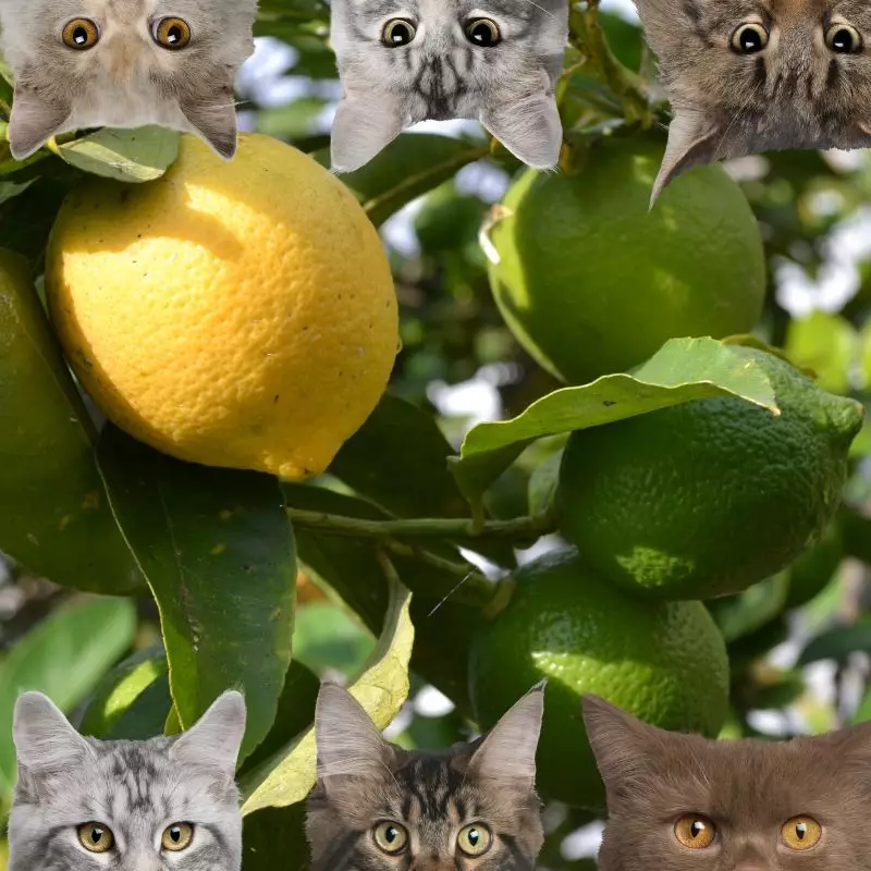 Lemons and cats