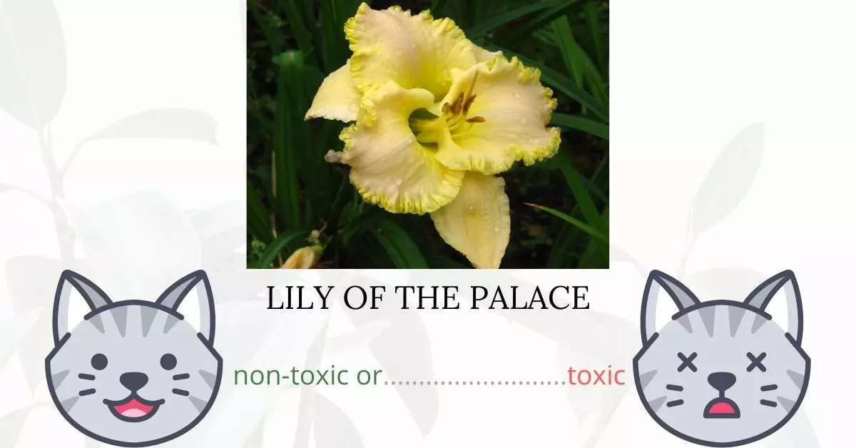 Is Lily of the Palace Toxic To Cats? 