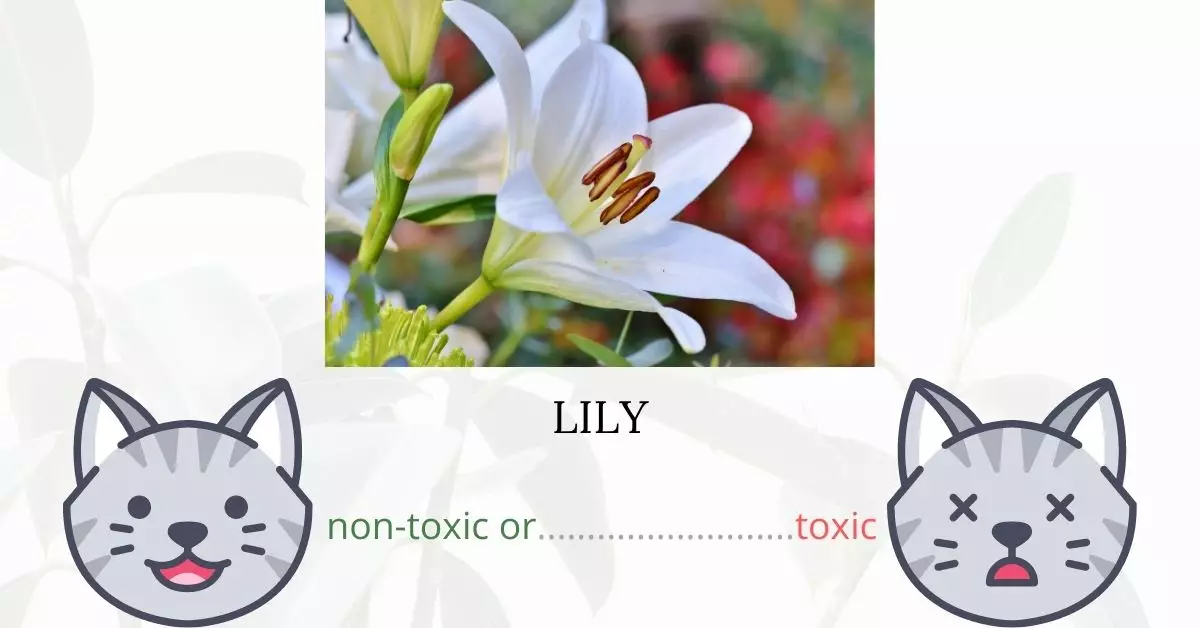Is Lily Toxic To Cats? 