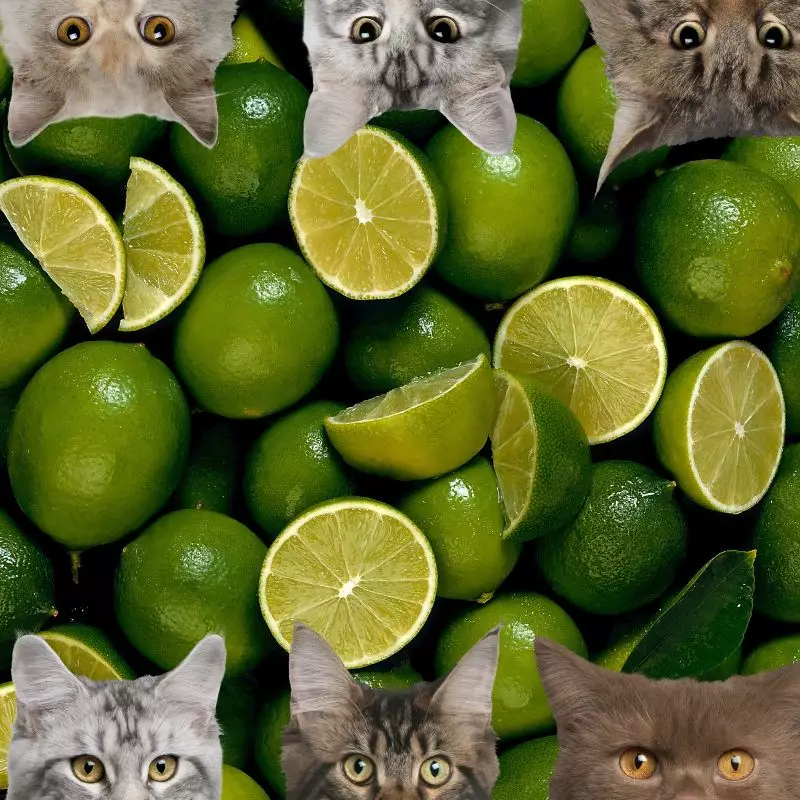Limes and cats
