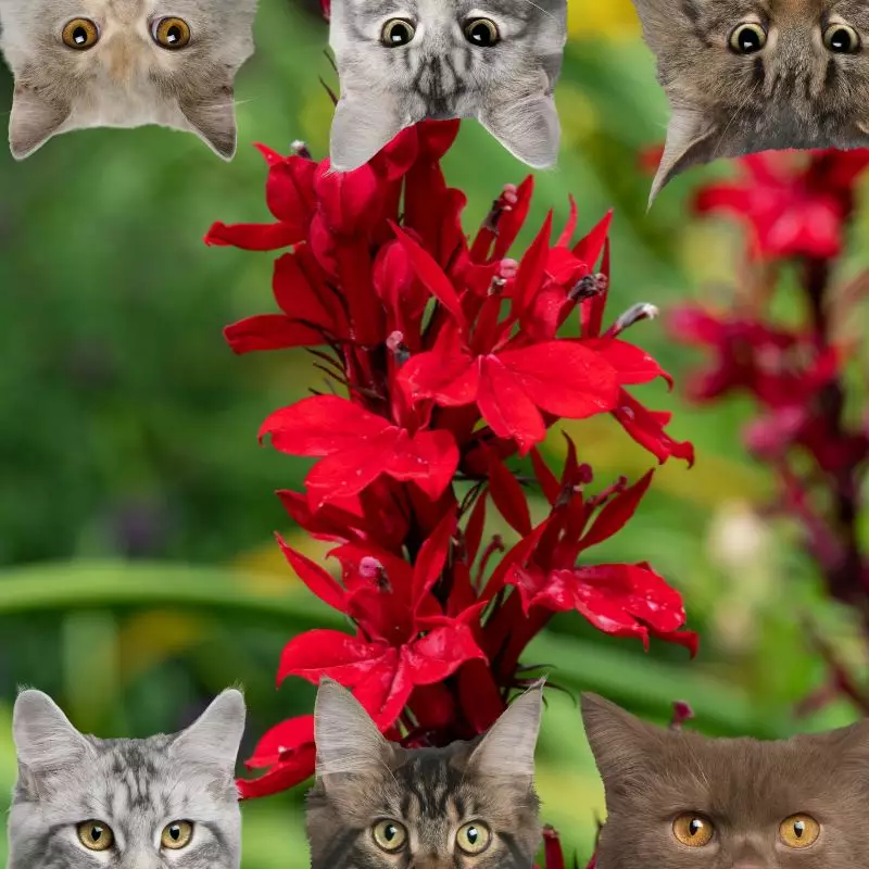 Lobelia and cats